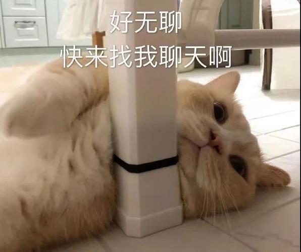 好无聊 快来找我聊天啊