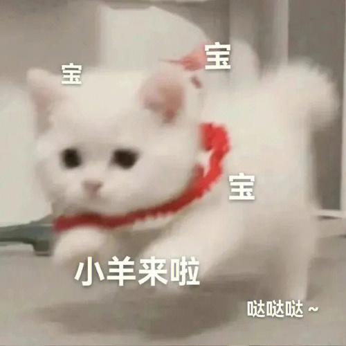 宝 宝 小羊来啦 哒哒哒哒