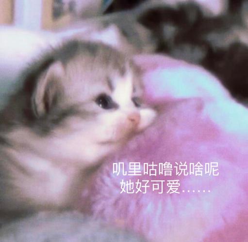 叽里咕噜说啥呢 她好可爱