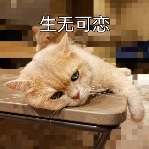 萌宠表情包来袭：轻松化解生无可恋情绪
