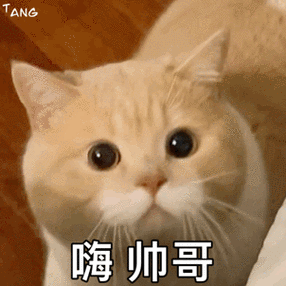 TANG 嗨帅哥