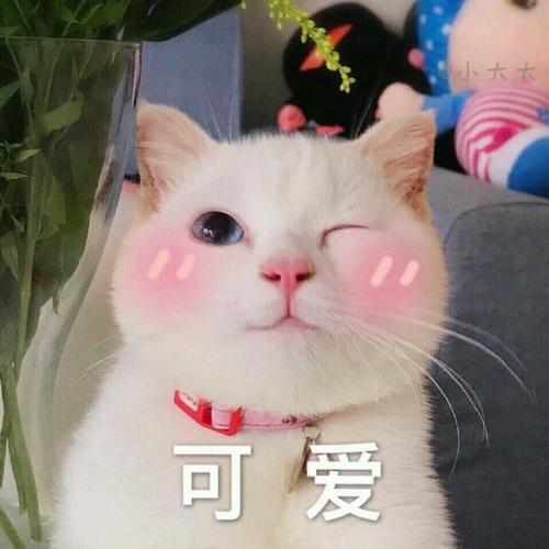 可爱 可