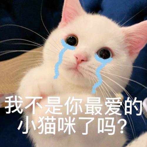 我不是你最爱的 小猫咪了吗？