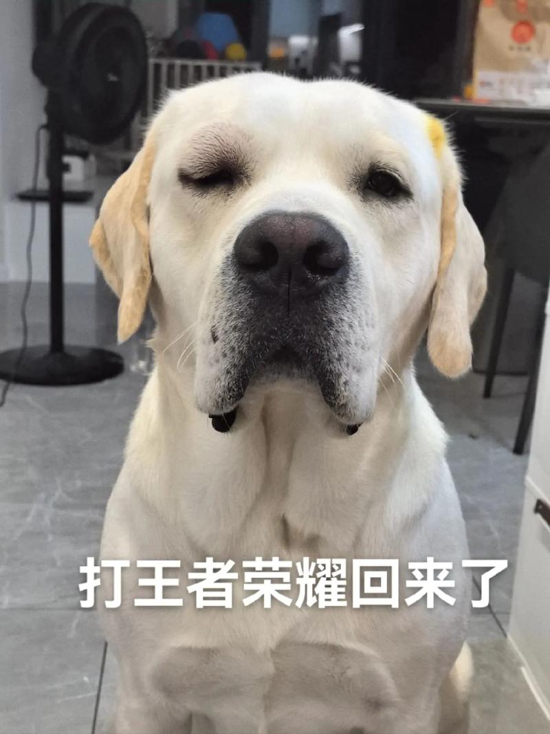 打王者荣耀回来了