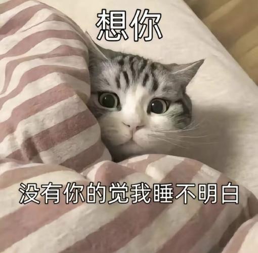 想你 没有你的觉我睡不明白