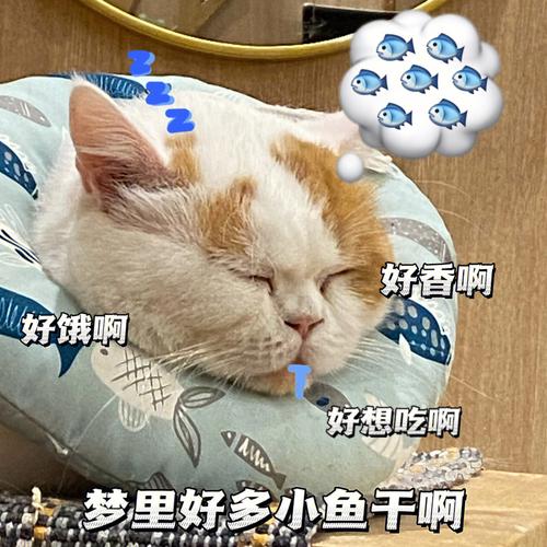 好香啊 好饿啊 好想吃啊 梦里好多小鱼干啊