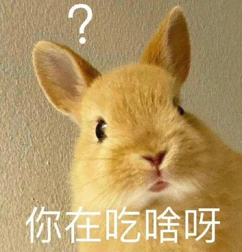 你想知道对方在吃什么吗？来看看这些有趣的"你在吃啥呀"的表情包吧