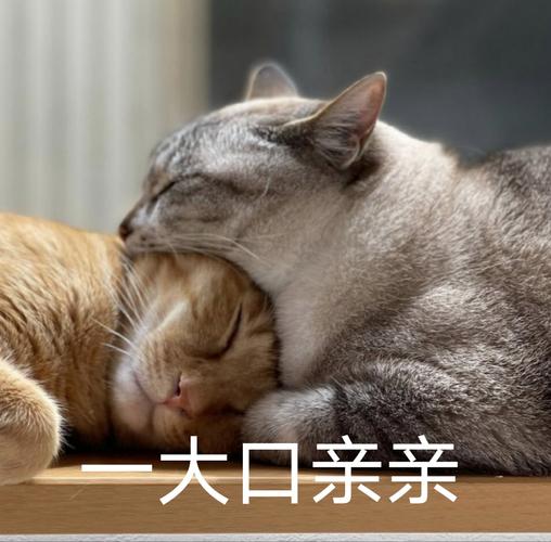 情侣间调情表情包推荐实用又有趣的聊天神器