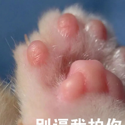 刚潭我拍价