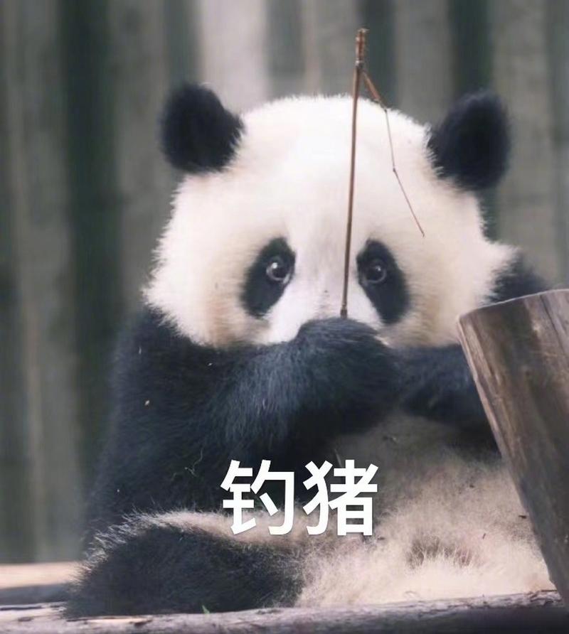 钓猪 福