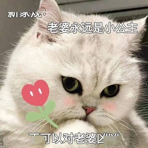 老婆永远是小公主 可以对老婆