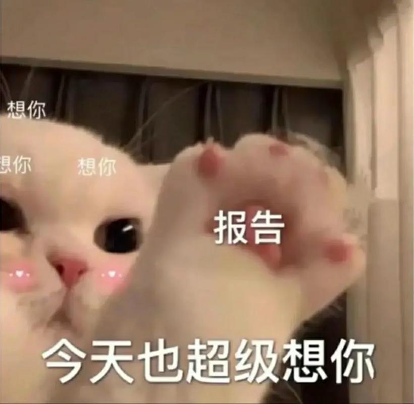 想你 想你 报告 今天也超级想你
