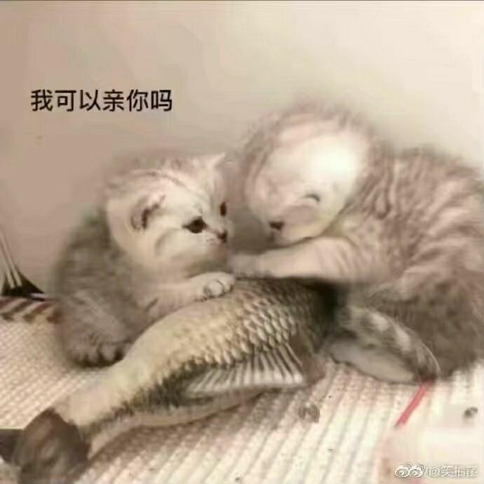 我可以亲你吗