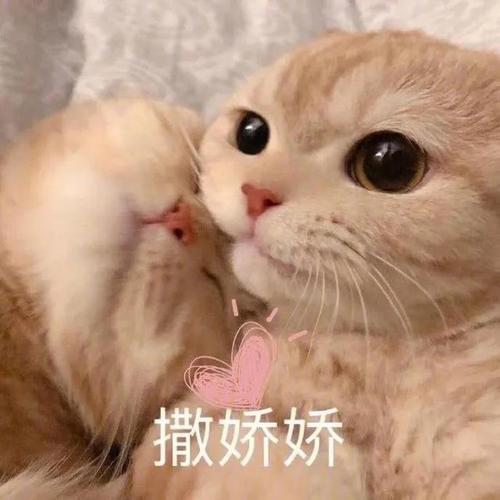 撒娇娇