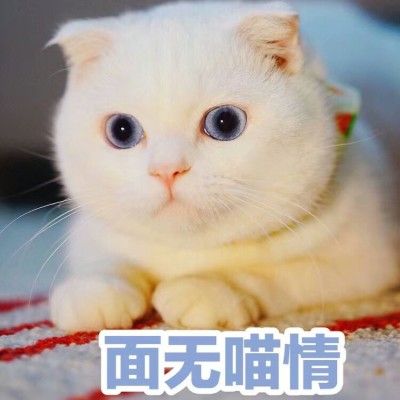 面无喵情：超萌猫咪表情包