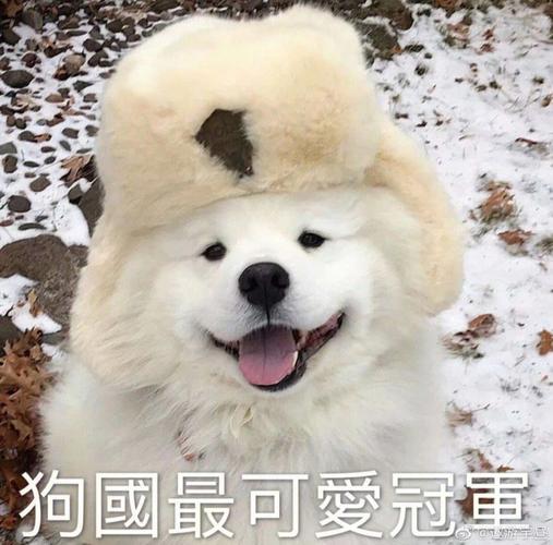 狗國最可愛冠軍超 cute 表情包合集