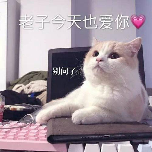 #情侣必备爱情表情包合集