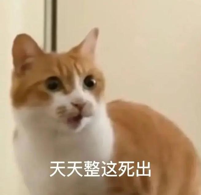 天天整这死出