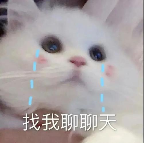 找我聊聊天：这只猫咪表情包简直太可爱了!