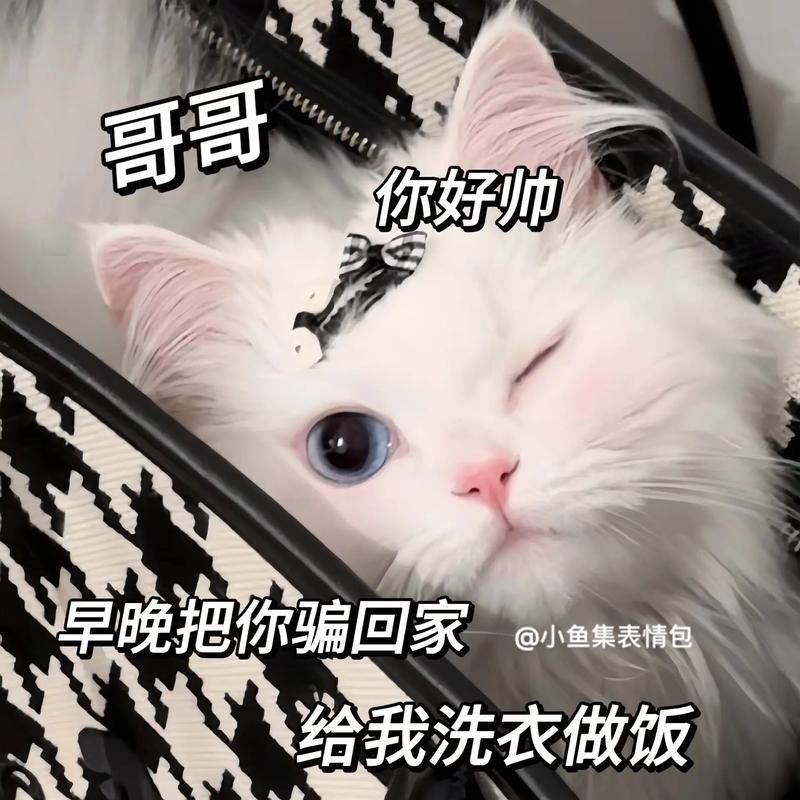 哥哥 你好帅 早晚把你骗回家 @小鱼集表情包 给我洗衣做饭