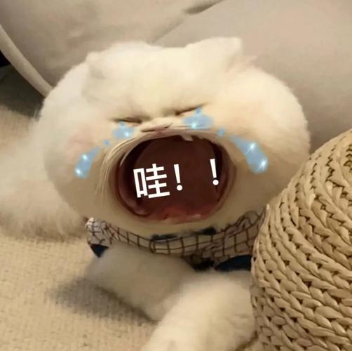 哇！！