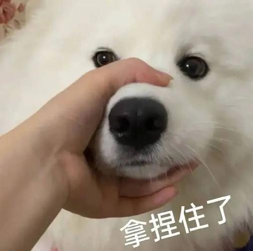 拿捏住了这些超可爱的聊天表情包真不行了 - 收藏必看