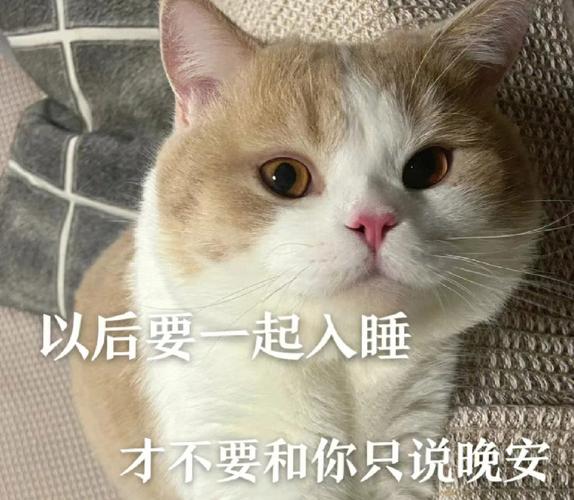 以后要一起入睡 才不要和你只说晚安