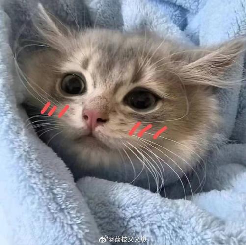 @荔枝又又