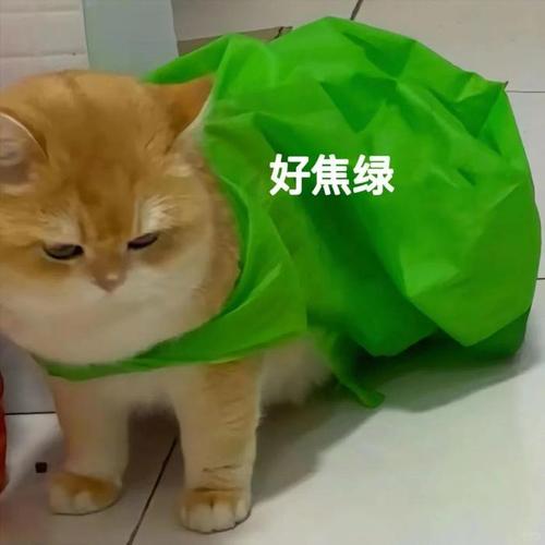 好焦绿：免费领取超萌猫咪表情包 拿走不谢