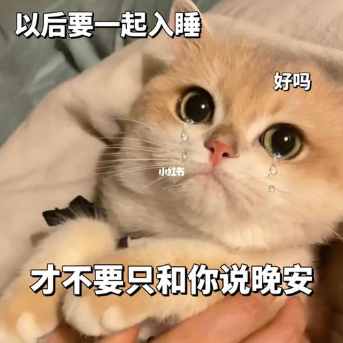 以后要一起入睡 好吗  才不要只和你说晚安