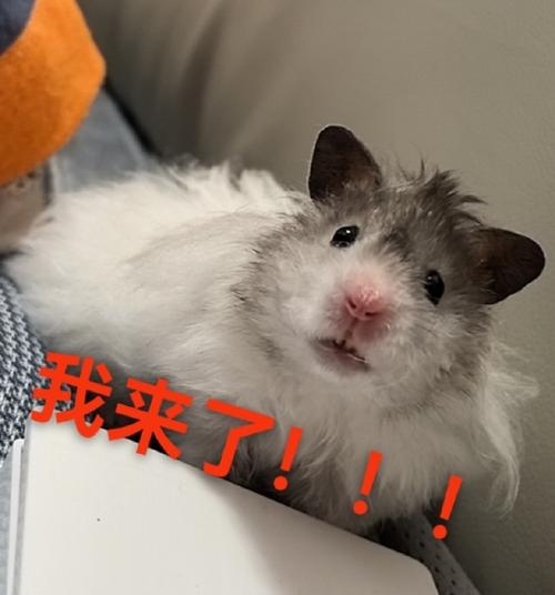 我来了！！！