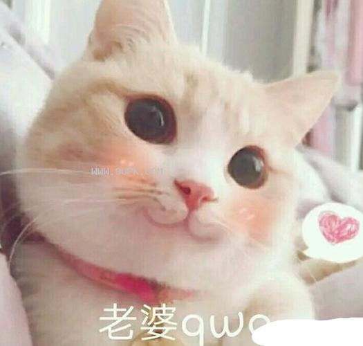 情侣可爱QQ表情包免费下载