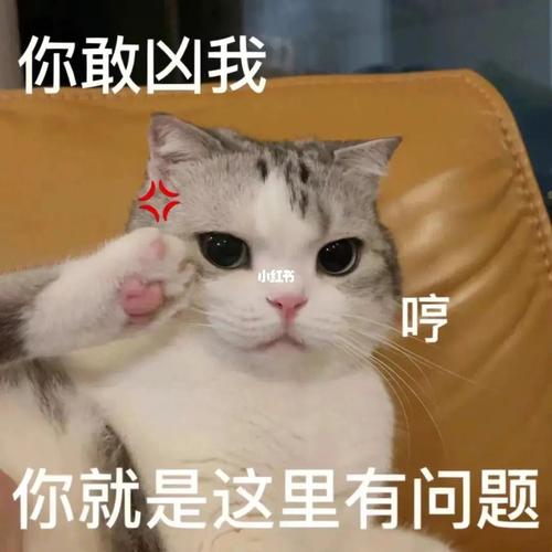 你敢凶我  哼 你就是这里有问题