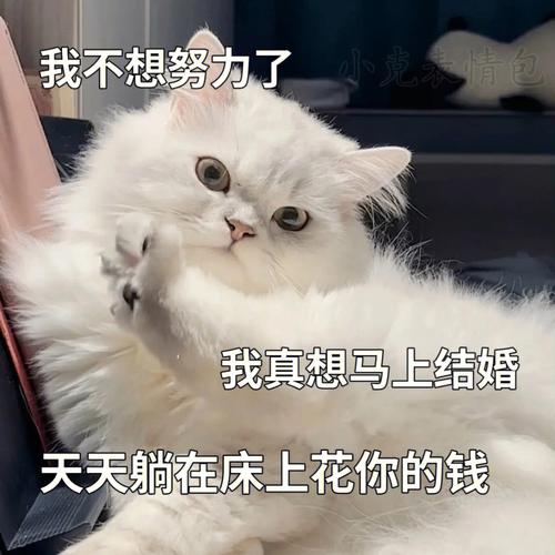 我不想努力了 小党表情包 我真想马上结婚 天天躺在床上花你的钱