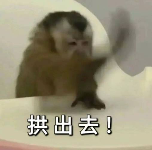 拱出去！