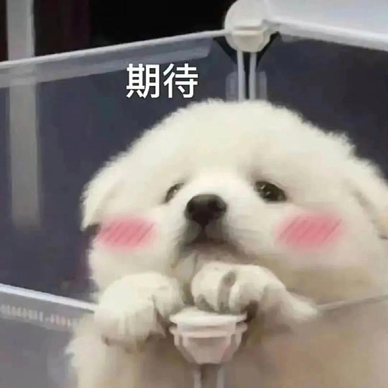 超 cute 宠物表情包合集 期待萌宠陪伴每一天
