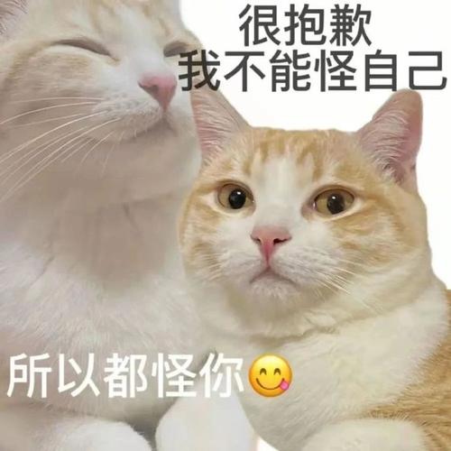 很抱歉 我不能怪自己 所以都怪你