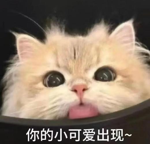 你的小可爱出现