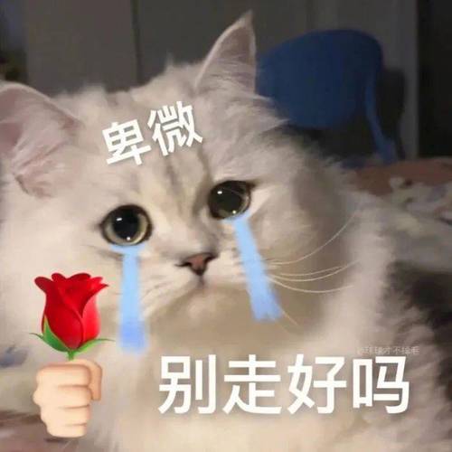 卑微 别走好吗