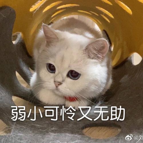 弱小可怜又无助 @文