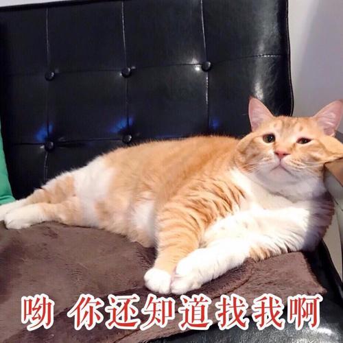 呦你还知道找我啊