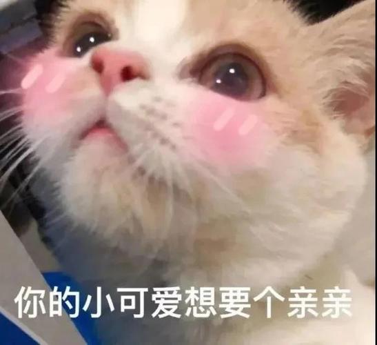你的小可爱想要个亲亲