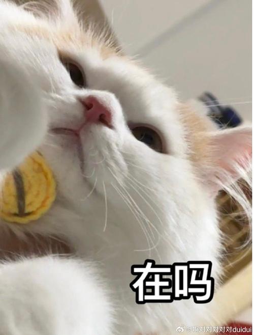 在吗 @对对对对对duidui