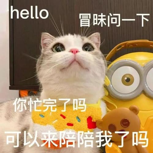 hello 冒味问一下 你忙完了吗 可以来陪陪我了吗