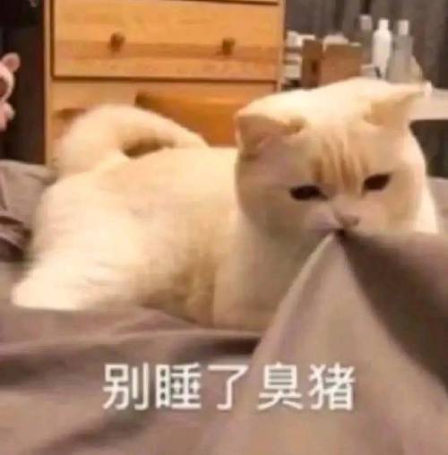别睡了臭猪