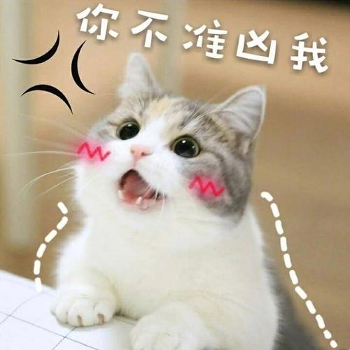 猫咪表情包撒娇专用“你不准凶我”敲可爱新闻