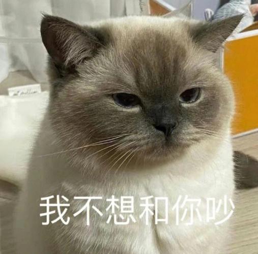 我不想和你吵