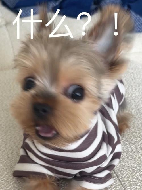 什么？！