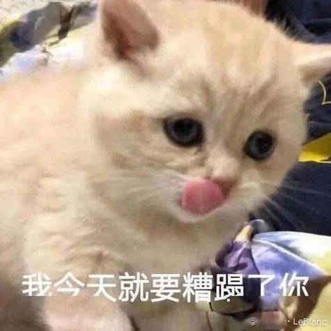 我今天就要糟蹋了你
