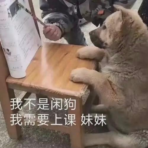 我不是闲狗 我需要上课妹妹